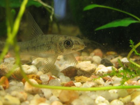 fisch_garra_ceylonensis_3.jpg